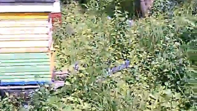 Отводки на пчеломатку БАКФАСТ. смотреть онлайн