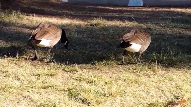 Canada Goose смотреть онлайн
