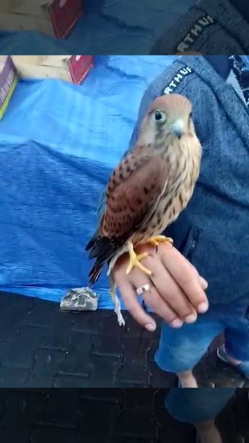 Одесский птенец Сокола упавший с гнезда тополя!!!! смотреть онлайн