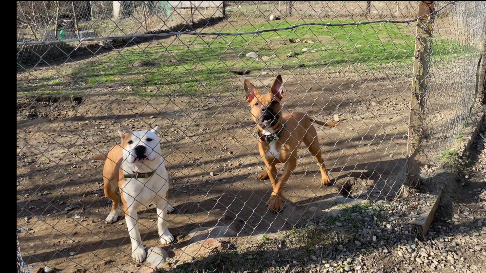 Два Стаффорда на утренней прогулке смотреть онлайн