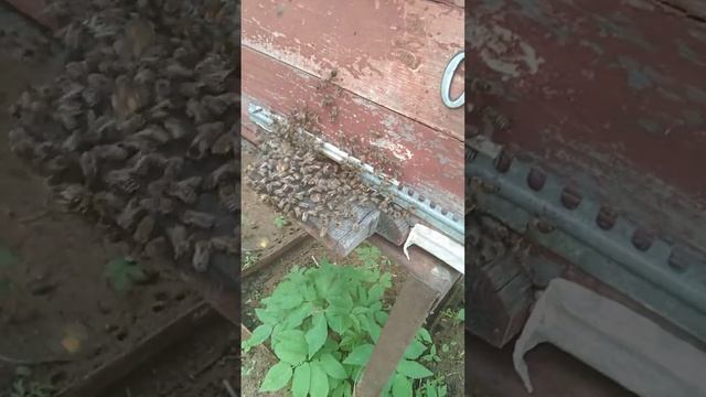 шершень атакует улей смотреть онлайн