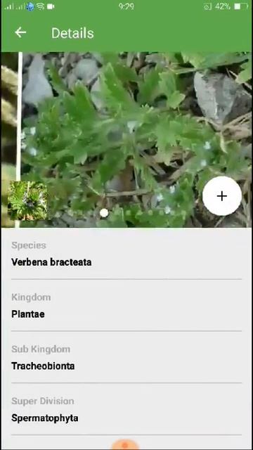 PlantSnap identifies a Bigbract Verbena (Verbena bracteata) смотреть онлайн