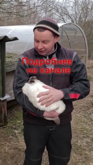 Деревенский блокнот про переноску кролей