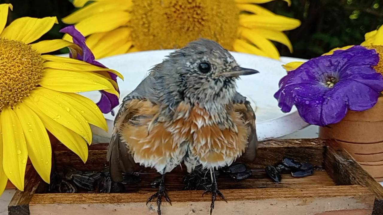 Красивая Горихвостка смотреть онлайн