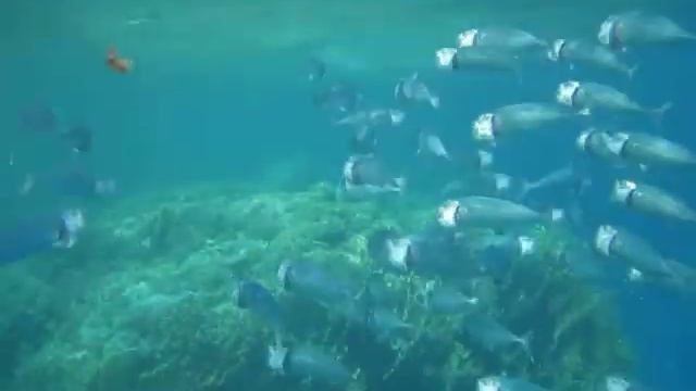 Rastrelliger kanagurta (Indian mackerel, Скумбрия). Marsa Alam. смотреть онлайн