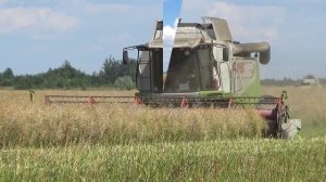 Уборочная 2020:Комбайны Claas Lexion 770, 760 ,580 ,540 молотят озимый рапс в СПК "Гигант"