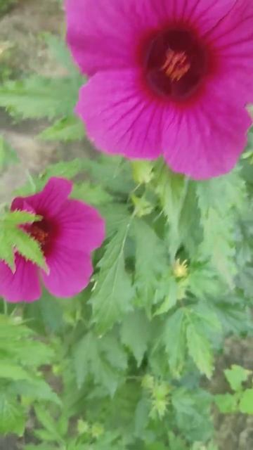 My Small Garden (1) смотреть онлайн