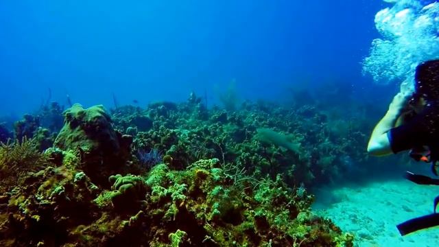 Grand Cayman Dive featuring the 4 foot Nurse Shark "Fin" смотреть онлайн