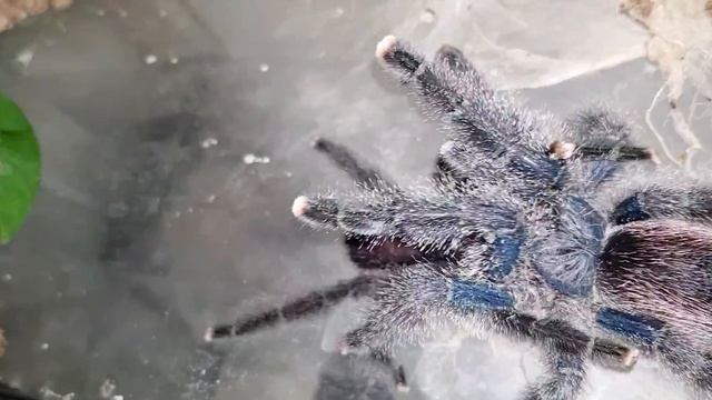 Avicularia Peru Purple Paarung
