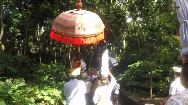 Staff Monkey Forest Ngayah Nedunan Piodalan Ring Pura Dalem Agung Padangtega #monkeyforestubud