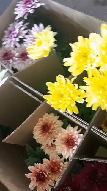 Хризантема кустовая и одноголовая #цветы #хризантема #хризантемы #срезка смотреть онлайн