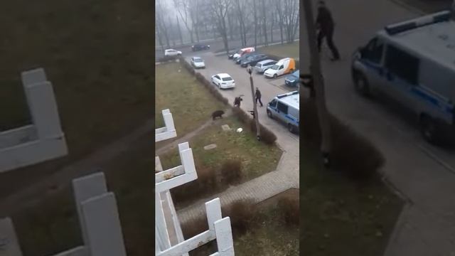 The boar attacks. Кабан атакует и проигрывает. смотреть онлайн