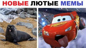 Лютые шортсы. Тачки, котики, скуфы, комиксы, учеба!