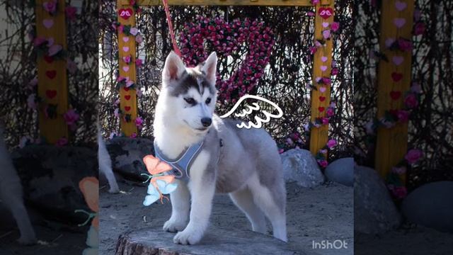 Весенние фотографии щенков ПОМСКИ питомника 