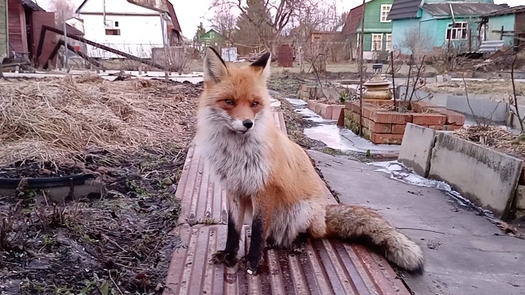 (980) Лиса приходит в гости. Март 2025 смотреть онлайн