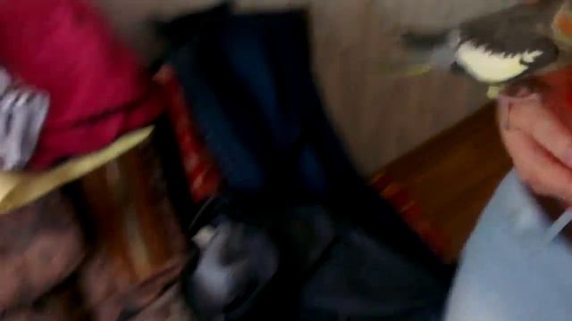 Попугай корелла очень любит чипсы ( Cockatiel very like chips) смотреть онлайн