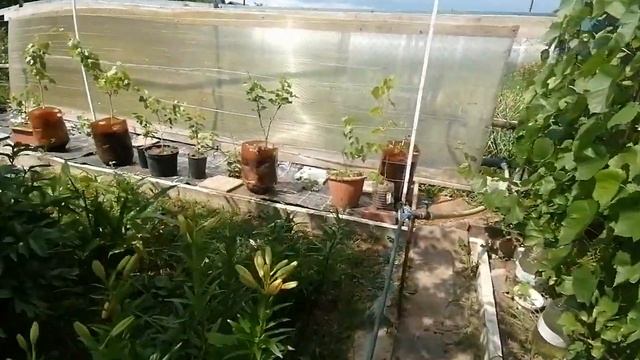 обработка винограда после цветения виноград на 2 июля 2023г смотреть онлайн