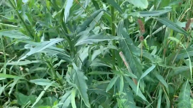 Использовал лопату для уборки снега летом смотреть онлайн