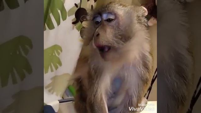 Потому, что нельзя, потому,что нельзя быть на свете красивой такой!!! смотреть онлайн