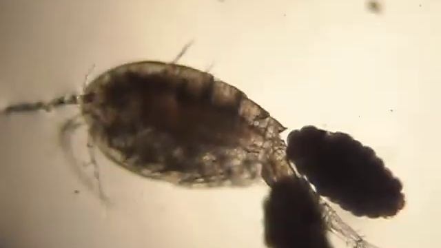 Tropocyclops Prasinus