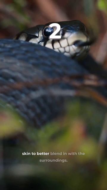 TOP 3 Most Venomous Snake смотреть онлайн