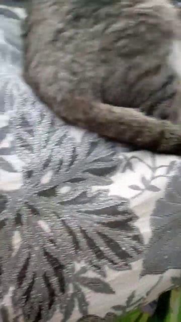 #а4 #дверь #котик #круто #помни смотреть онлайн