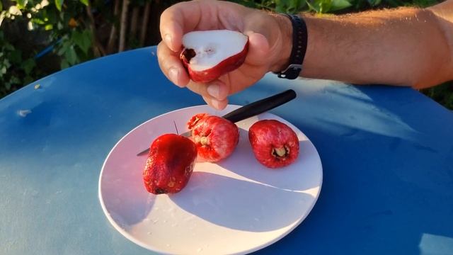 Опитвам плод от някакъв вид сизигиум (Syzygium spp) смотреть онлайн