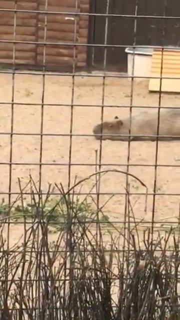 3 всячина на моем телефоне капибара(ка) смотреть онлайн