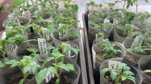 Первая подкормка томатов. Впечатление от препарата Радифарм.