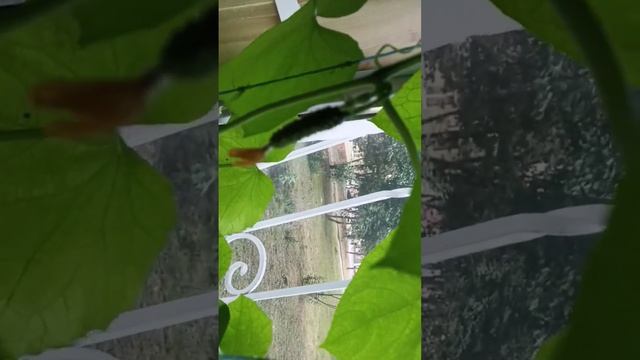 2 часть, как вырастить огурцы на балконе. смотреть онлайн