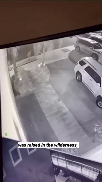 Creepy Security Cam footage of "Dog Lady" #weird #strange #creepy #disturbing смотреть онлайн