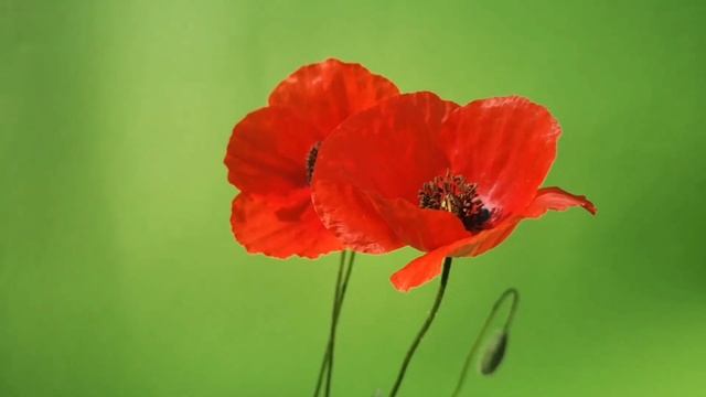 Удивительные создания. Они могут лишить тебя рассудка, но без них ты не обойдёшься смотреть онлайн