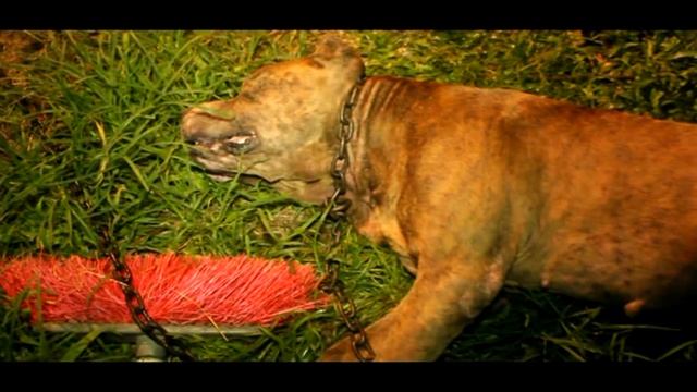 Abispa Africanas Atacan A Personas Tipitapa смотреть онлайн