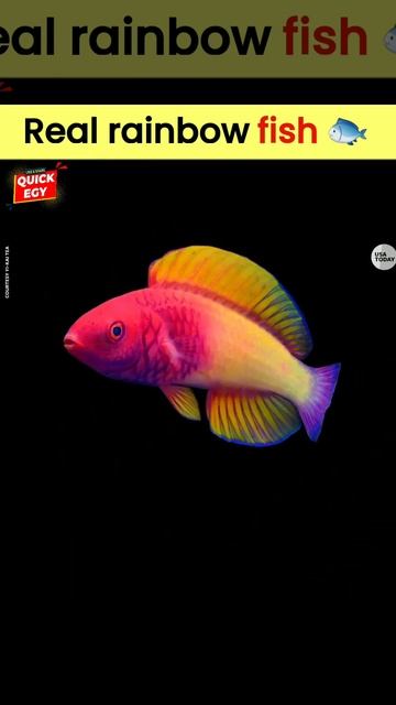 The Real Rainbow Fish 🐟 | #shorts