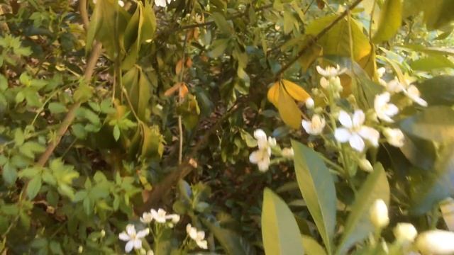 Oranger du Mexique 'Choisya ternata' floraison prolifique смотреть онлайн