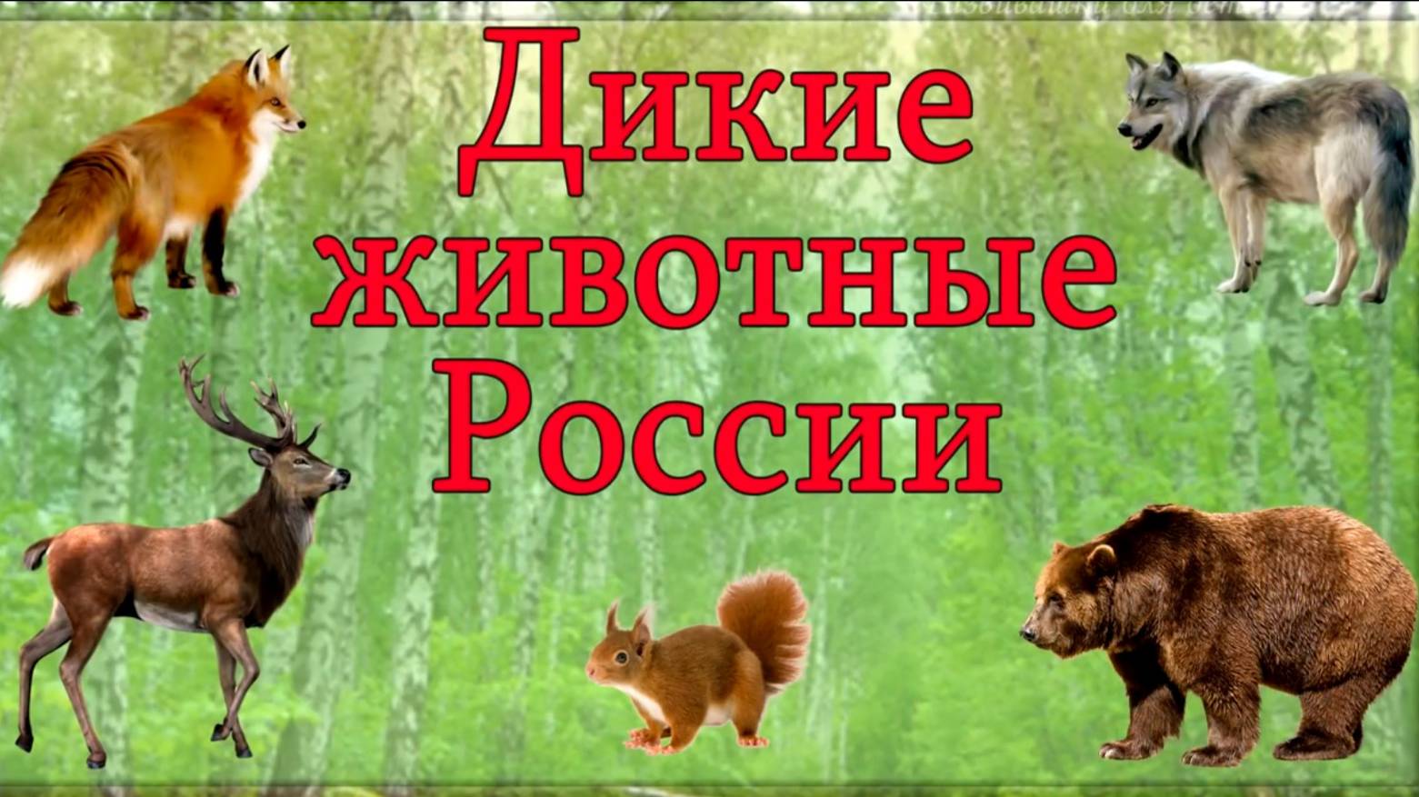 Дикие животные России 🐻 Изучаем диких животных и их голоса. Развивающее видео для детей смотреть онлайн