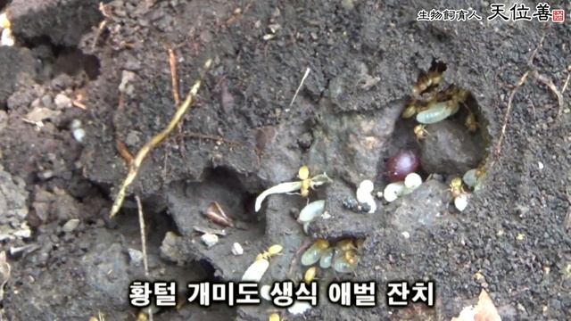 풀개미들의 결비시즌 예고 смотреть онлайн