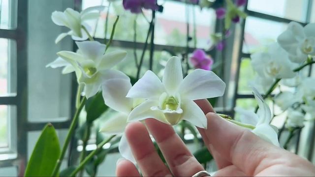 amazing video - orchid flower - farm canada - music fun смотреть онлайн