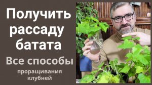 Как получить рассаду батата. Все способы проращивания клубня батата. Батат выращивание