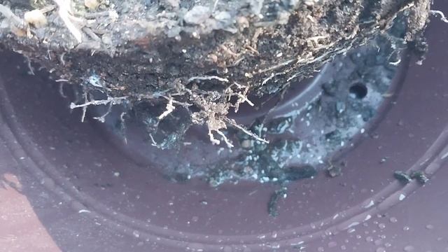 Desfazendo uma colônia de Cacto