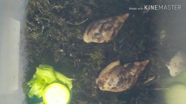 Напоминаем улиточкам о приходе лета , кабачкам и салатиком😋 смотреть онлайн