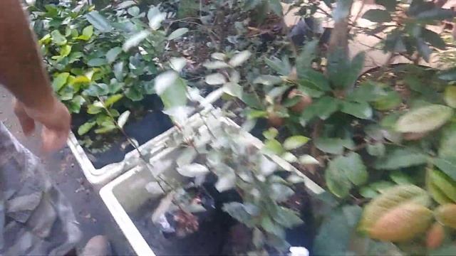 Frutífera produzindo em vaso dovialis doce jabuticaba escarlate laranja melancia e champanhe sapoti смотреть онлайн