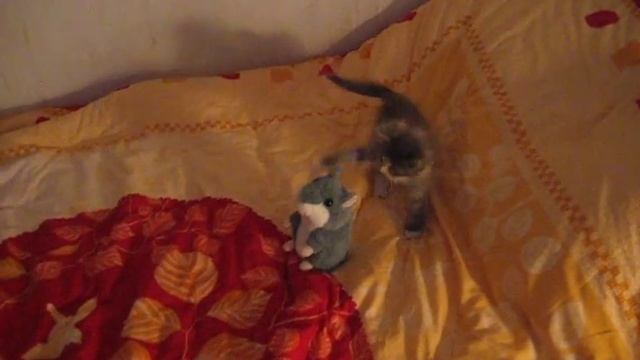 Котенок грызет хомяка - жесть! смотреть онлайн