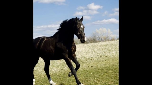 веселые животные 2016 смотреть онлайн