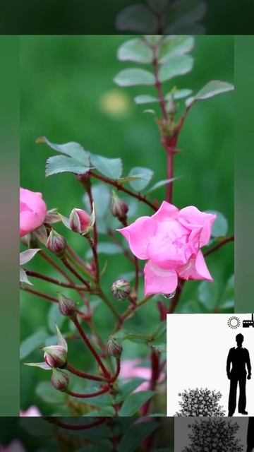 Почвопокровная роза Пинк Фэйри" Pink Fairy". Groundcover Rose Pink Fairy смотреть онлайн