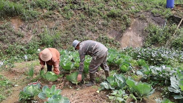 Tam and Lan work together to clean up the farm, harvest strawberry gardens and vegetables to sell смотреть онлайн