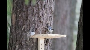 Поползни. Пение поползня