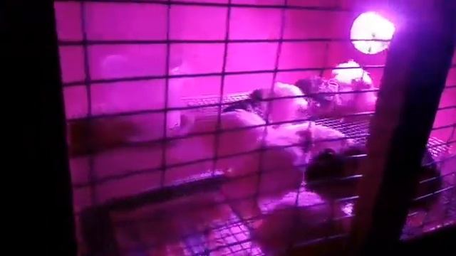 Перепела 15 дневные. смотреть онлайн