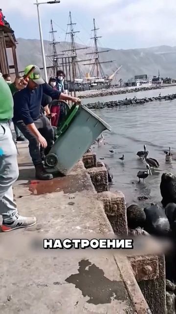 Самые воспитанные дикие львы_ смотреть онлайн