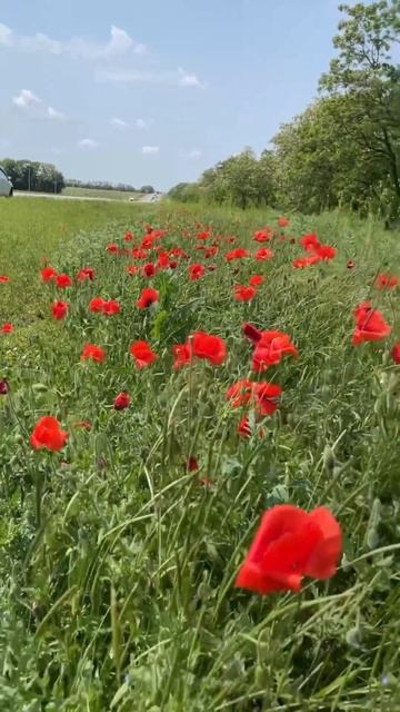 Маки 😍 смотреть онлайн